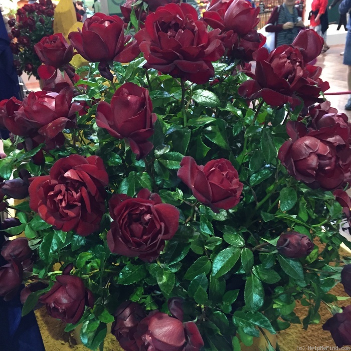 'Gallipoli Centenary Rose' rose photo