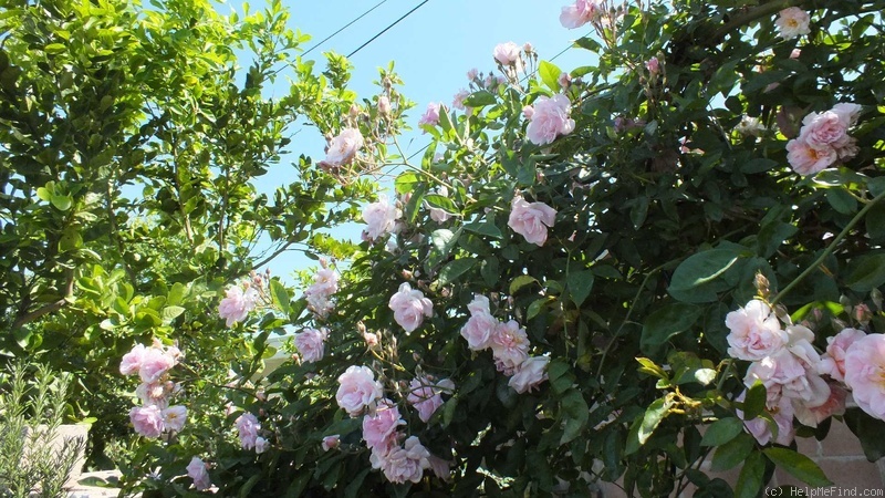 'Paul's Tea Rambler' rose photo