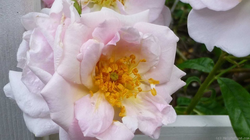 'Renae (Floribunda Cl, Moore, 1954)' rose photo