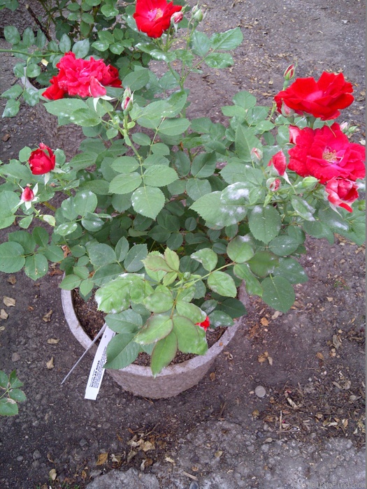 'Nicolas' rose photo