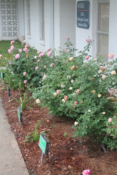 'Washington County Rose Demonstration Garden (archive)'  photo
