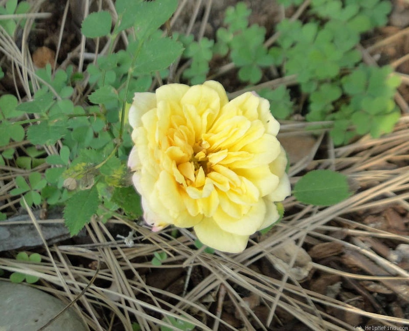 'Coloma's Gold' rose photo