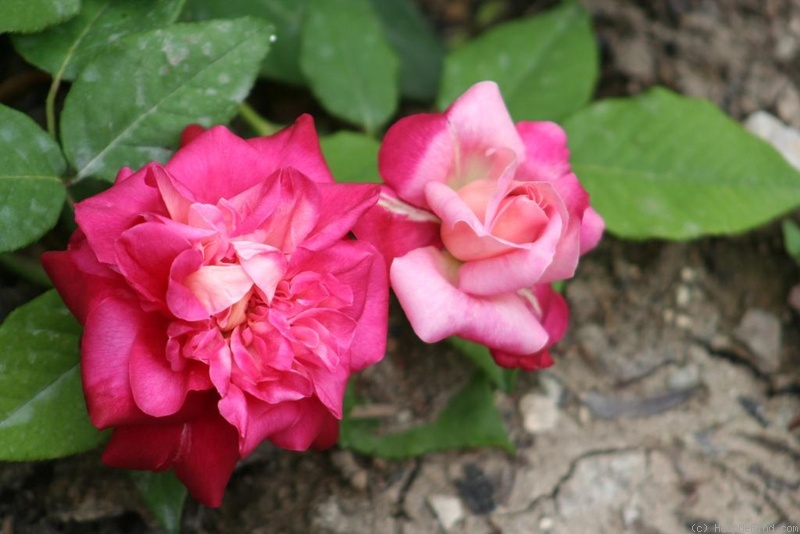 'Général Galliéni' rose photo