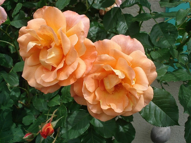 'Westerland (Shrub, Kordes, 1969)' rose photo