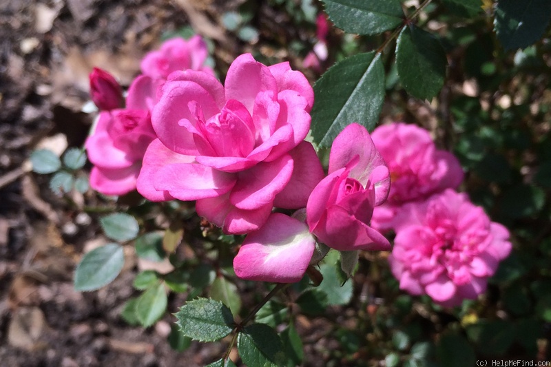 'Lavender Pixie' rose photo