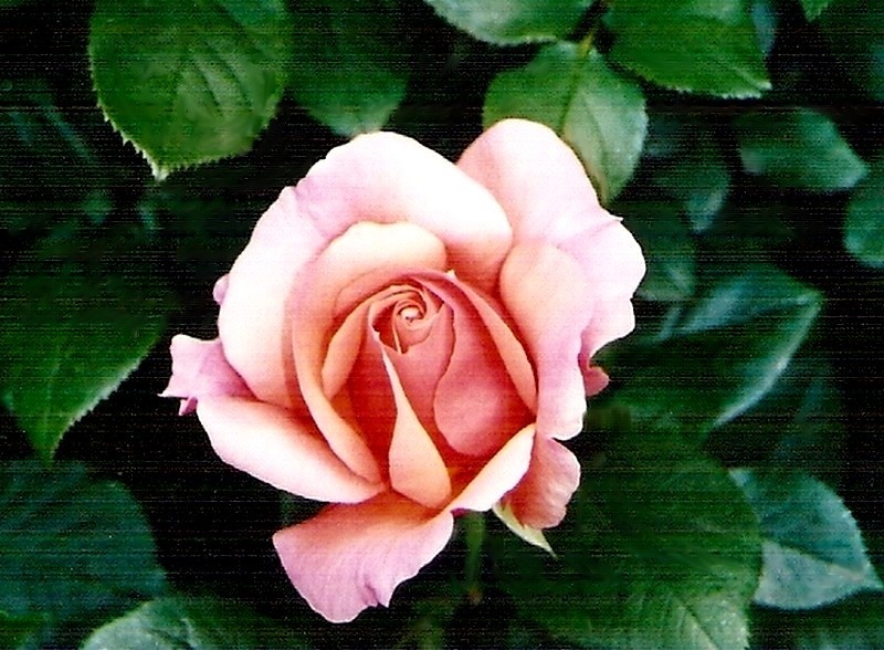 'Florence Arthaud' rose photo