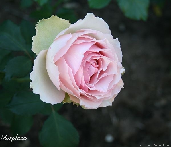 'Morpheus (grandiflora, Millington, 2010)' rose photo