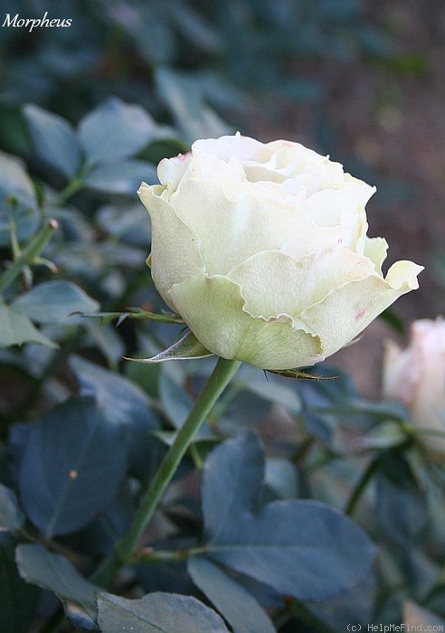 'Morpheus (grandiflora, Millington, 2010)' rose photo