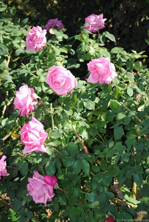 'June Park' rose photo