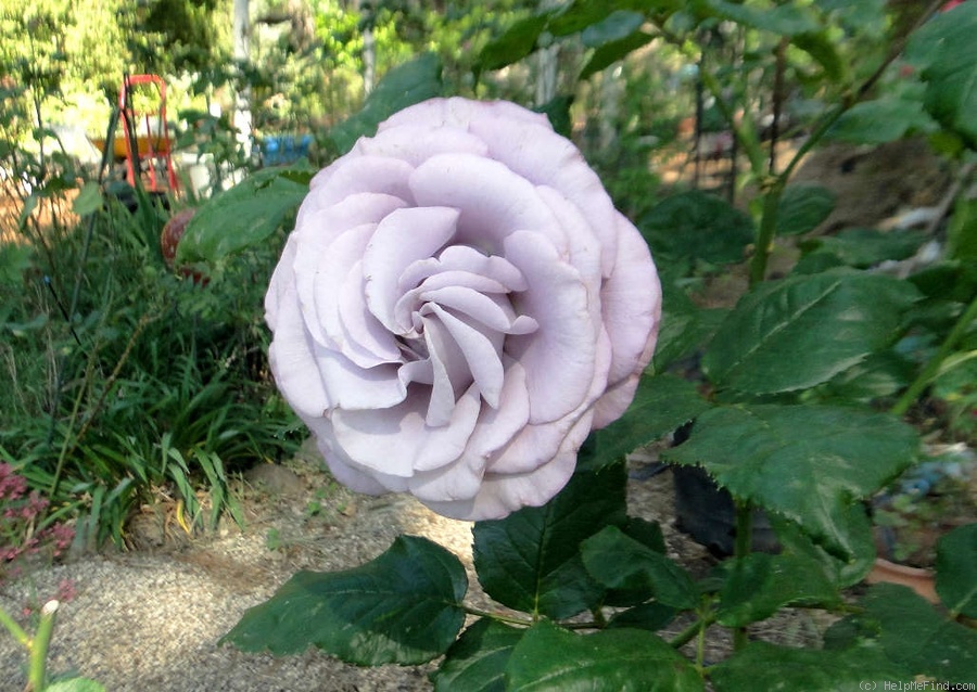'Neptune ™ (hybrid tea, Carruth, 2003)' rose photo