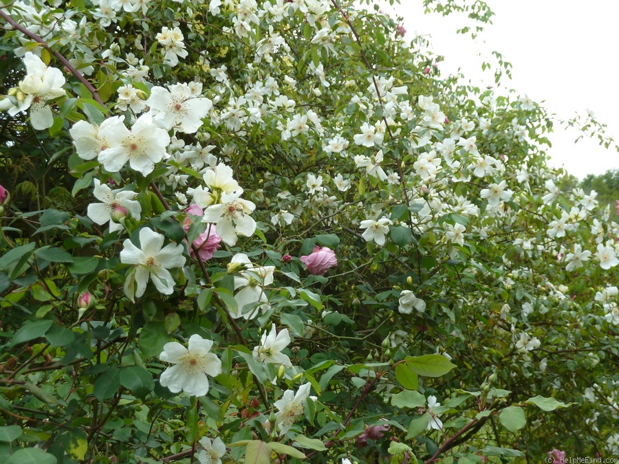 'Joanna Millar' rose photo