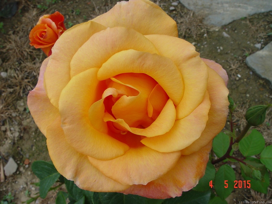 'Magic Lantern' rose photo