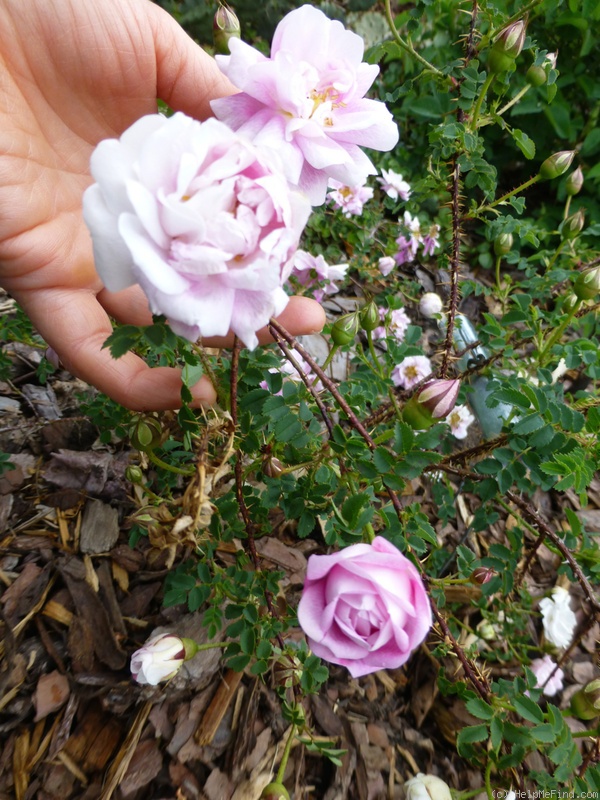 'Dominie Sampson' rose, click to enlarge 'Dominie Sampson' rose photo