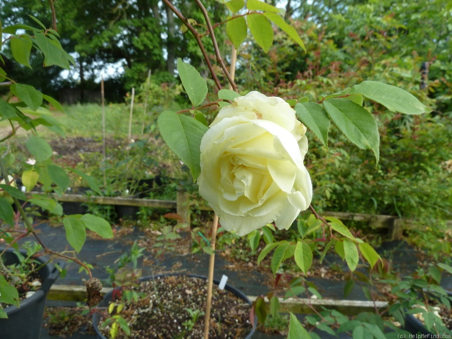 'Solfatare' rose photo