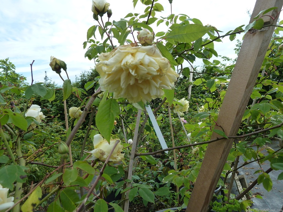 'Solfatare' rose photo