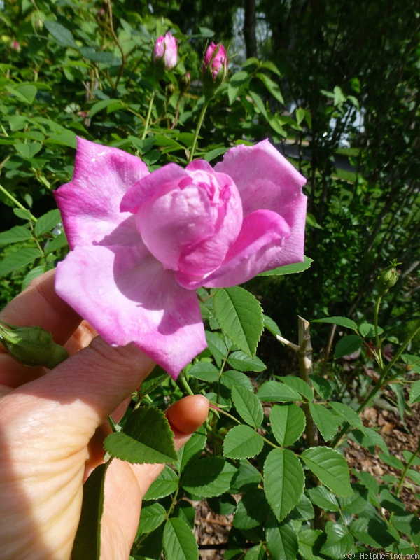 'Shailer's Provence' rose photo