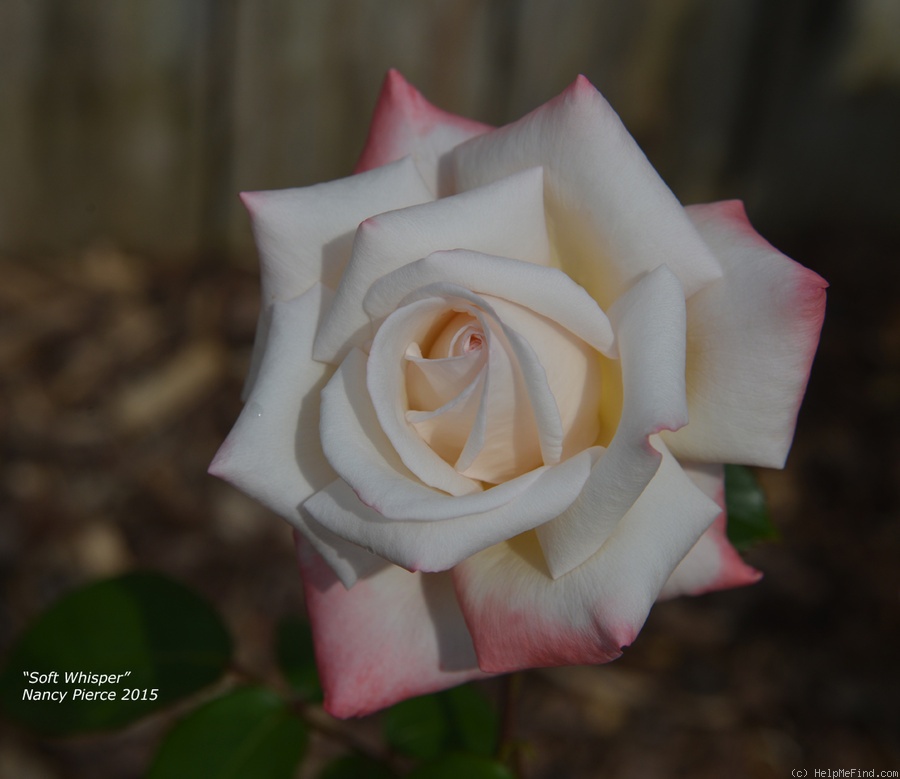 'Soft Whisper' rose photo