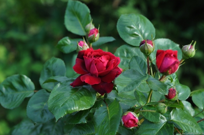 'Highgrove' rose photo