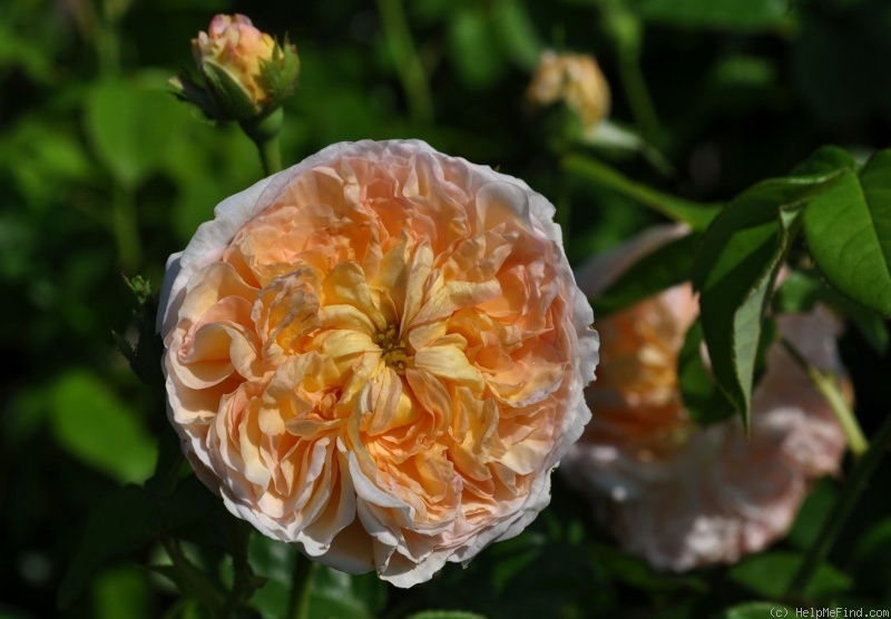 'Marianne (gallica, Barden 2001)' rose photo
