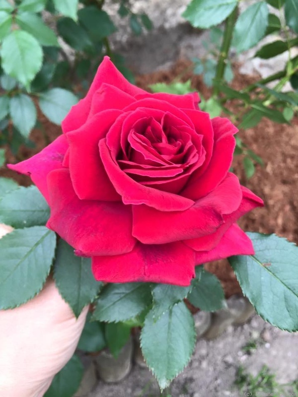 'Red Parfum ®' rose photo