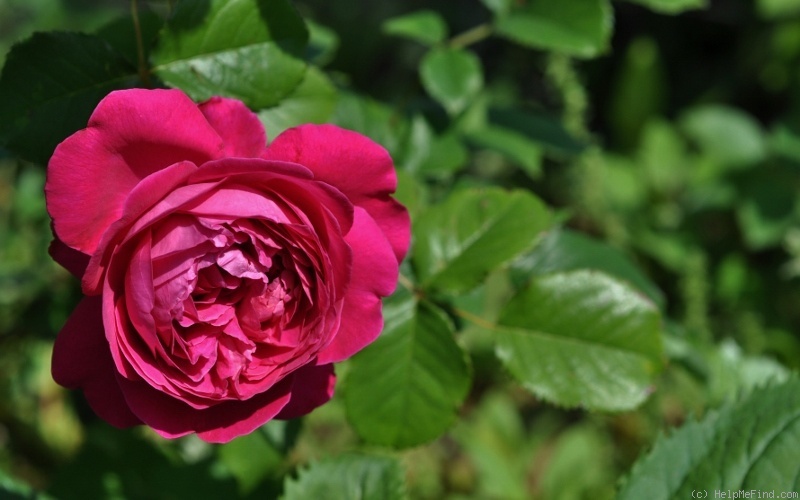 'Salma Es-Said ®' rose photo