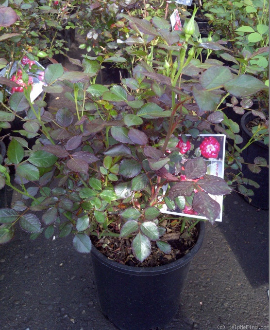 'Never Alone' rose photo