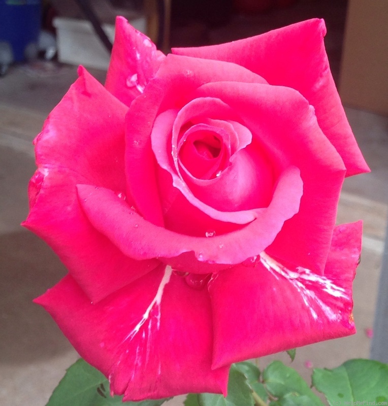 'Forgotten Dreams' rose photo