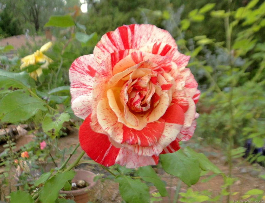 'Philatelie' rose, click to enlarge 'Philatelie' rose photo
