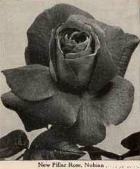 'Nubian' rose photo