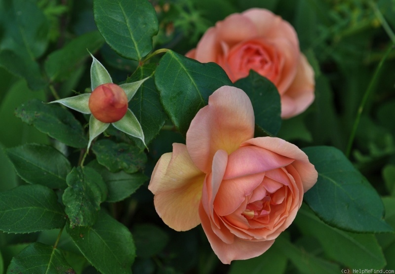 'Heaven on Earth' rose photo