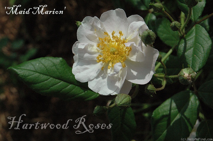 'Maid Marion (Hybrid Musk, Pemberton, 1927)' rose photo