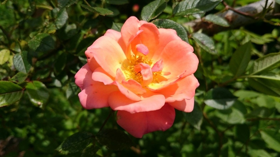 'Beautiful Sunrise' rose photo