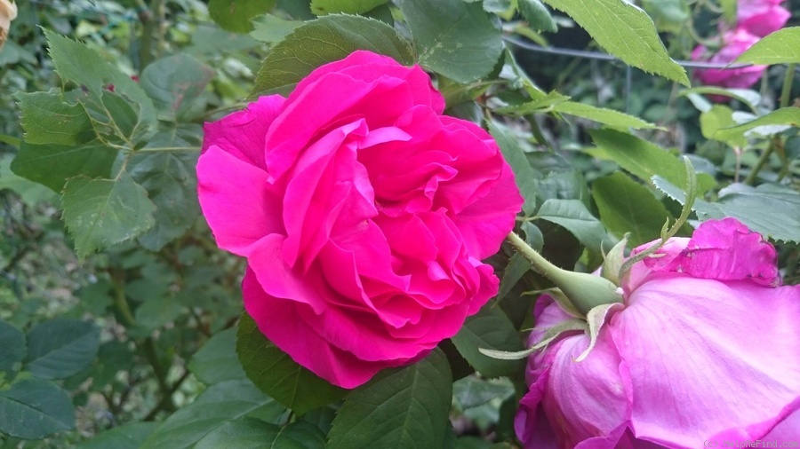 'American Beauty, Cl.' rose photo