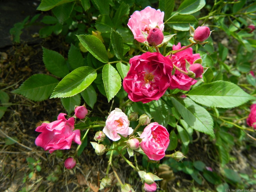 'Seven Fairy' rose photo