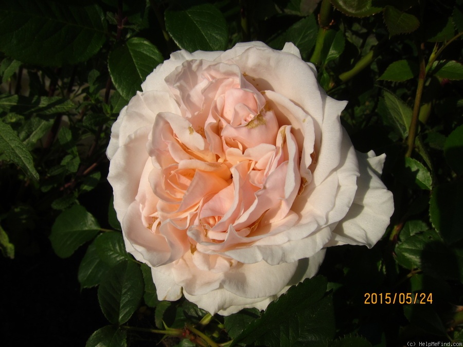 'Clair™ (shrub, Olesen/Poulsen, 1990)' rose photo
