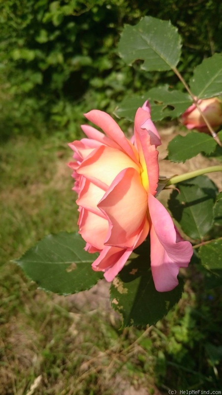 'Jubilee Celebration (shrub, Austin 2002)' rose photo