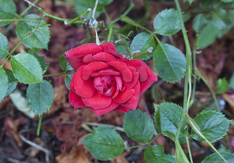 'Centerpiece ™' rose photo