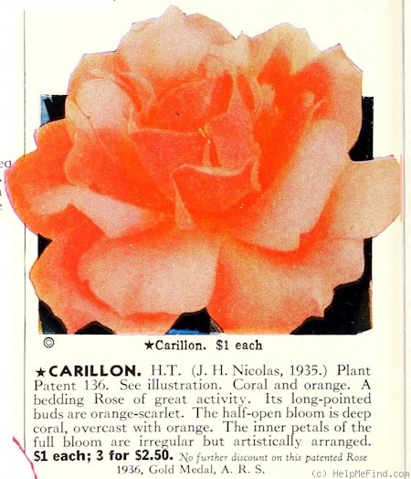 'Carillon (hybrid tea, Nicolas 1935)' rose photo