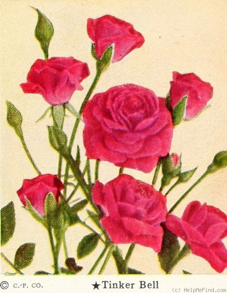 'Tinker Bell' rose photo