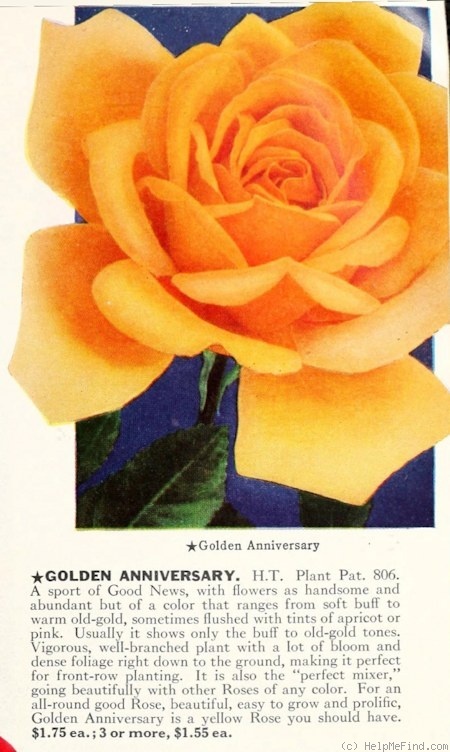 'Golden Anniversary (hybrid tea, Mordigan, 1948)' rose photo