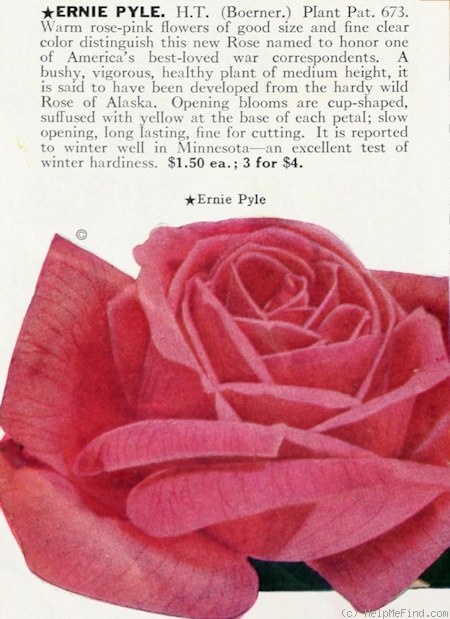 'Ernie Pyle' rose photo
