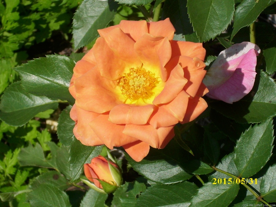 'Pumpkin Patch (Floribunda, Bedard, 2008)' rose photo