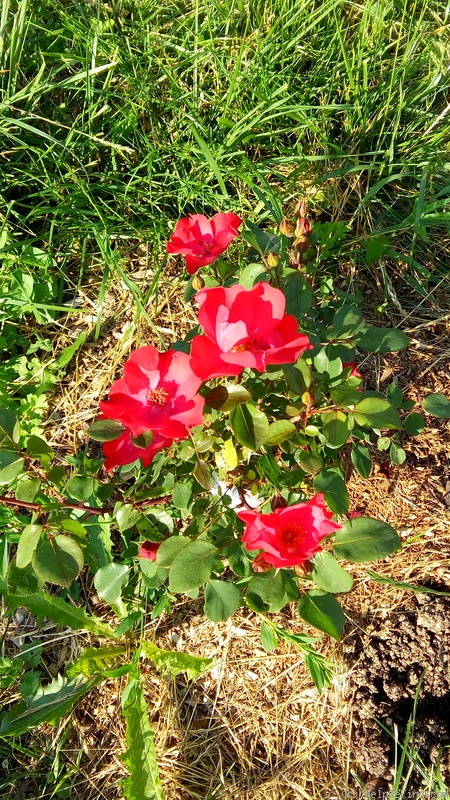 'Rubis d'Enco ®' rose photo