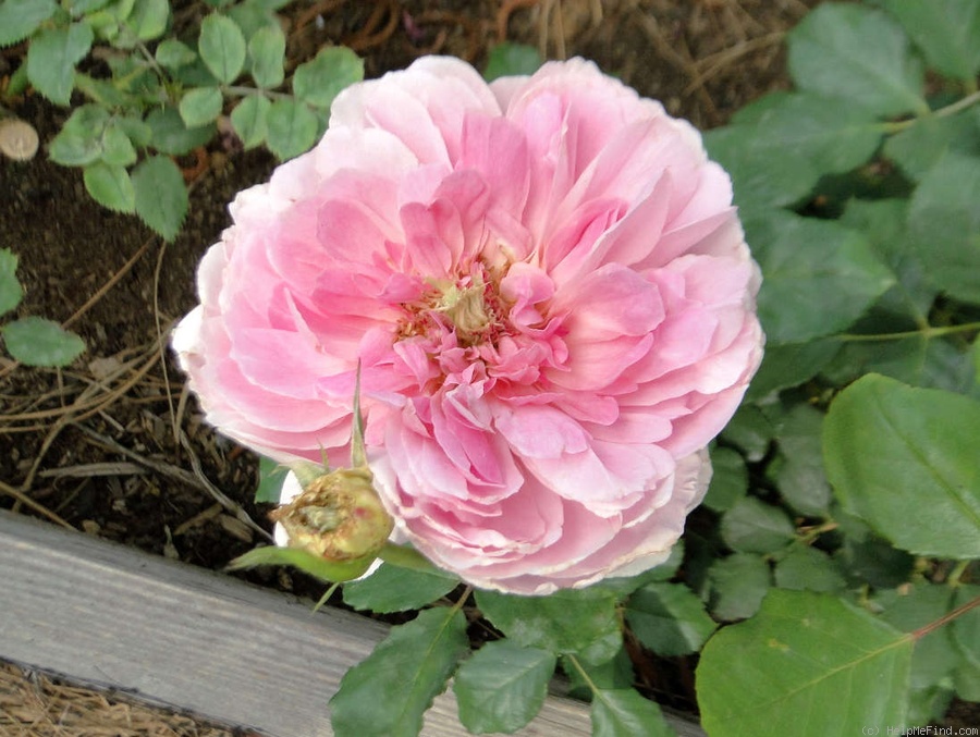 'Maid Marion (shrub, Austin 2010)' rose, click to enlarge 'Maid Marion (shrub, Austin 2010)' rose photo