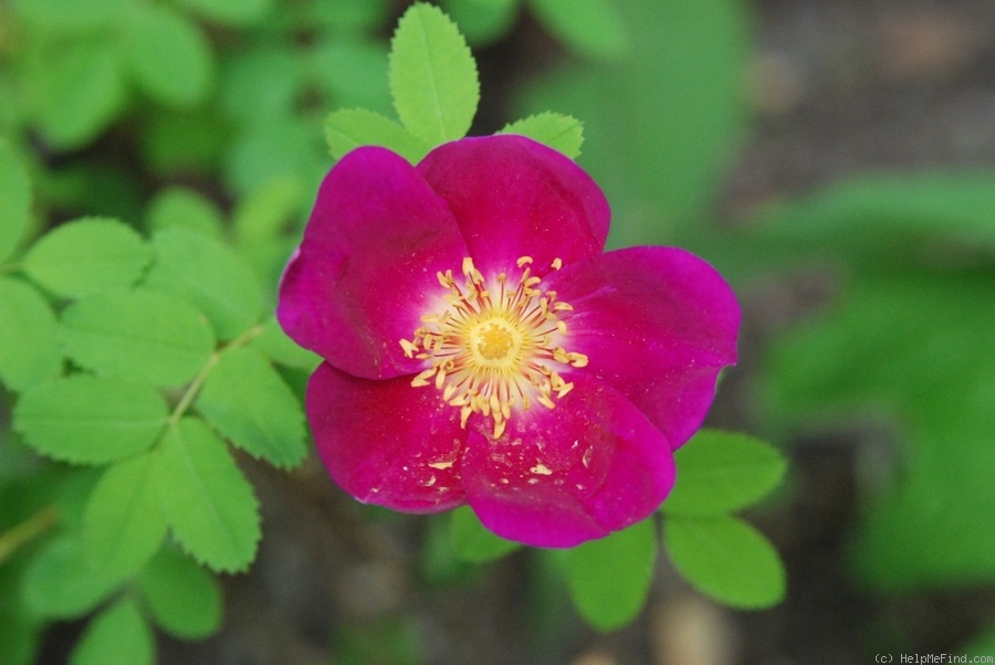 'Single Red (spinosissima)' rose photo