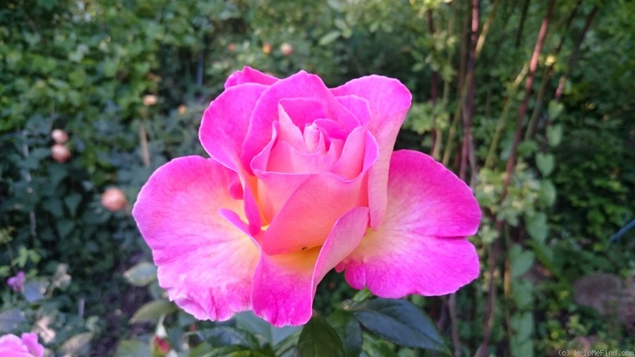'Pink Paradise (hybrid tea, Delbard, 2004/11)' rose photo