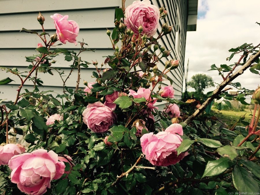 'Huntington Rose' rose photo