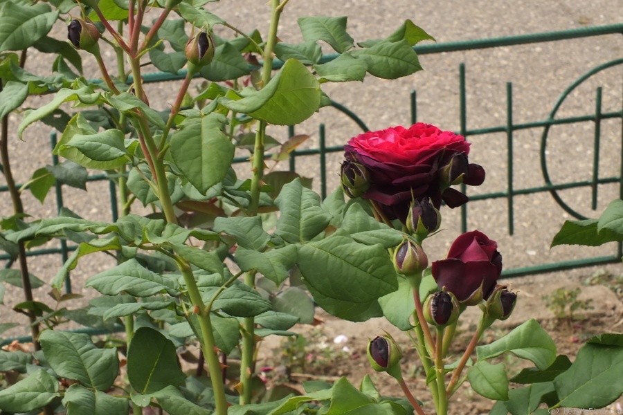 'Astrid Gräfin von Hardenberg' rose photo