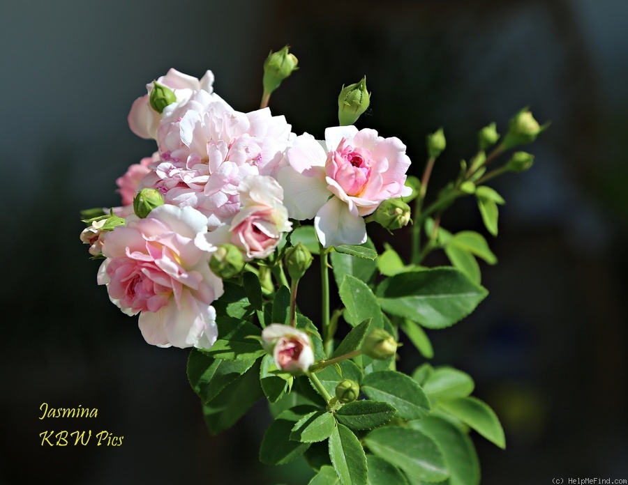 'Jasmina ™ (LCl, Kordes, 1996)' rose photo