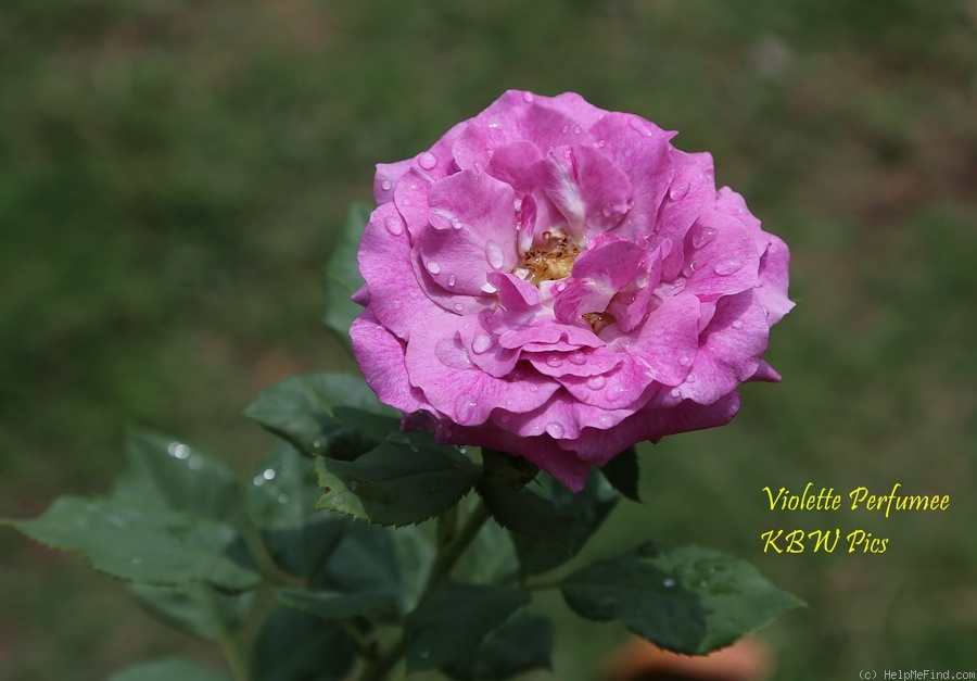 'Violette Parfumée ®' rose photo